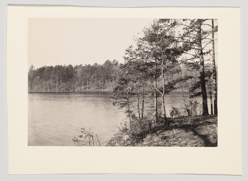 Vintage photo of a tranquil lake with a forested shoreline and pine trees in the foreground.